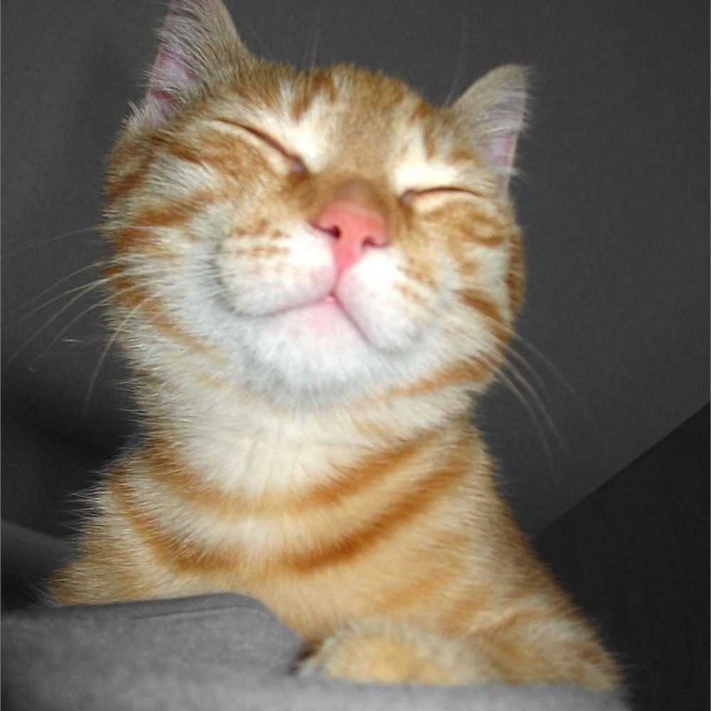 Meet your Posher, Anh